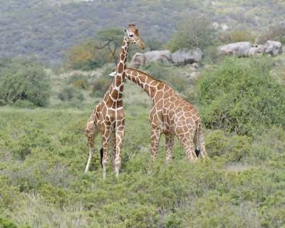 Giraffe, Reticulated, 2 necking-010813-Samburu National Reserve, Kenya-#2725.jpg