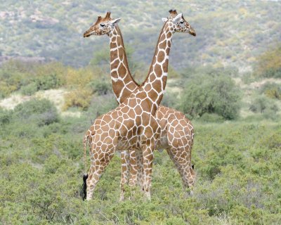 Giraffe, Reticulated, 2-010813-Samburu National Reserve, Kenya-#1543.jpg