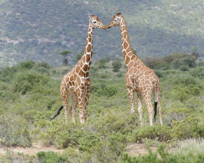 Giraffe, Reticulated, 2-010813-Samburu National Reserve, Kenya-#1593.jpg