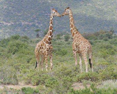 Giraffe, Reticulated, 2-010813-Samburu National Reserve, Kenya-#1594.jpg