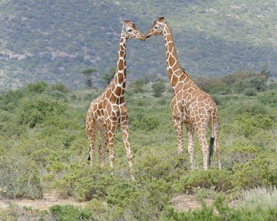 Giraffe, Reticulated, 2-010813-Samburu National Reserve, Kenya-#1598.jpg