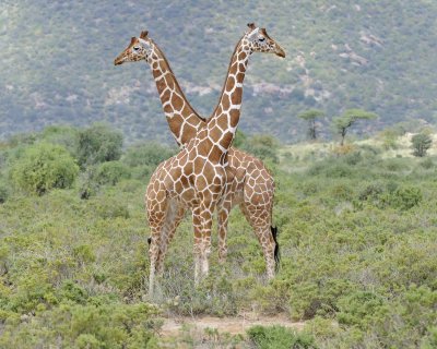 Giraffe, Reticulated, 2-010813-Samburu National Reserve, Kenya-#1620.jpg