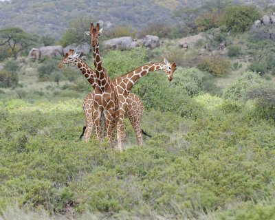 Giraffe, Reticulated, 3 necking-010813-Samburu National Reserve, Kenya-#2477.jpg