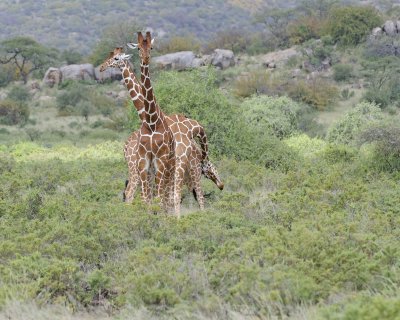 Giraffe, Reticulated, 3 necking-010813-Samburu National Reserve, Kenya-#2479.jpg