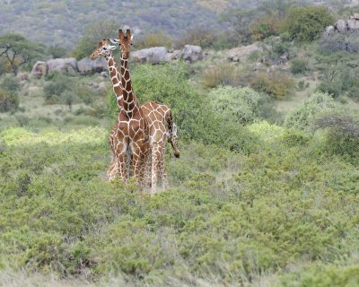 Giraffe, Reticulated, 3 necking-010813-Samburu National Reserve, Kenya-#2481.jpg
