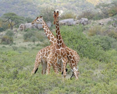 Giraffe, Reticulated, 3 necking-010813-Samburu National Reserve, Kenya-#2625.jpg