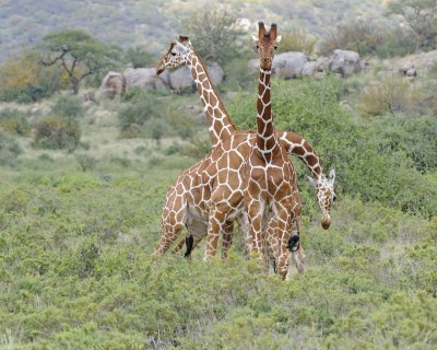 Giraffe, Reticulated, 3 necking-010813-Samburu National Reserve, Kenya-#2627.jpg