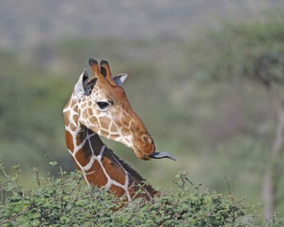 Giraffe, Reticulated, Head & Tongue-010813-Samburu National Reserve, Kenya-#4816.jpg
