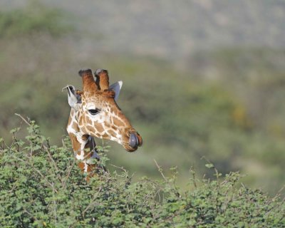Giraffe, Reticulated, Head & Tongue-010813-Samburu National Reserve, Kenya-#4897.jpg