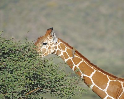 Giraffe, Reticulated, Head, w Oxpecker-010813-Samburu National Reserve, Kenya-#4063.jpg