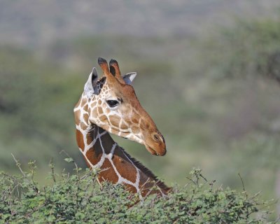 Giraffe, Reticulated, Head-010813-Samburu National Reserve, Kenya-#4814.jpg