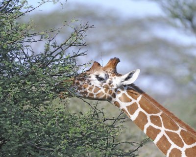 Giraffe, Reticulated, Head-010813-Samburu National Reserve, Kenya-#4840.jpg