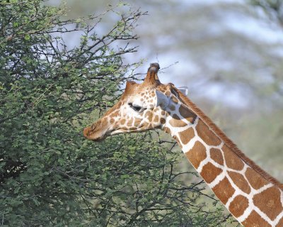 Giraffe, Reticulated, Head-010813-Samburu National Reserve, Kenya-#4847.jpg