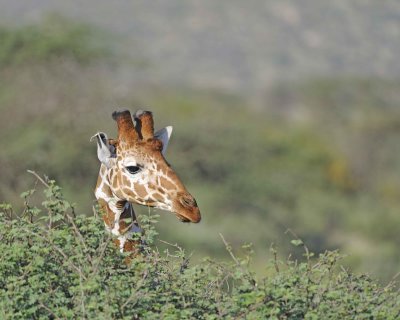 Giraffe, Reticulated, Head-010813-Samburu National Reserve, Kenya-#4882.jpg