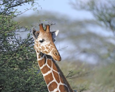 Giraffe, Reticulated, Head-010813-Samburu National Reserve, Kenya-#4901.jpg