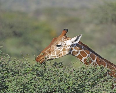 Giraffe, Reticulated, Head-010813-Samburu National Reserve, Kenya-#4929.jpg