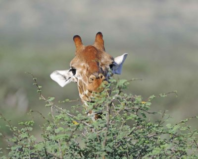 Giraffe, Reticulated, Head-010813-Samburu National Reserve, Kenya-#5002.jpg