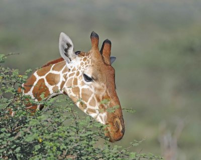 Giraffe, Reticulated, Head-010813-Samburu National Reserve, Kenya-#5009.jpg