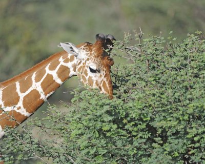 Giraffe, Reticulated, Head-010813-Samburu National Reserve, Kenya-#5024.jpg