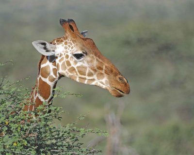 Giraffe, Reticulated, Head-010813-Samburu National Reserve, Kenya-#5051.jpg