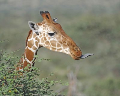Giraffe, Reticulated, Head-010813-Samburu National Reserve, Kenya-#5054.jpg
