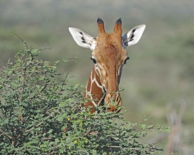 Giraffe, Reticulated, Head-010813-Samburu National Reserve, Kenya-#5119.jpg