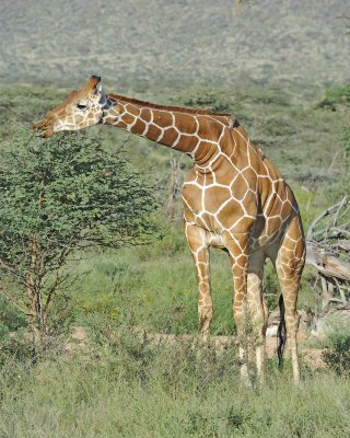 Giraffe, Reticulated, w 2 Oxpeckers-010813-Samburu National Reserve, Kenya-#3657.jpg