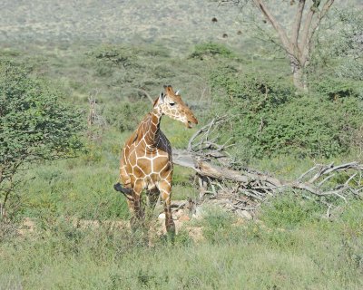 Giraffe, Reticulated, w Oxpecker-010813-Samburu National Reserve, Kenya-#3611.jpg