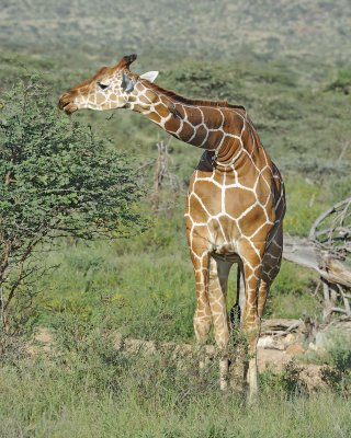 Giraffe, Reticulated, w Oxpecker-010813-Samburu National Reserve, Kenya-#3651.jpg