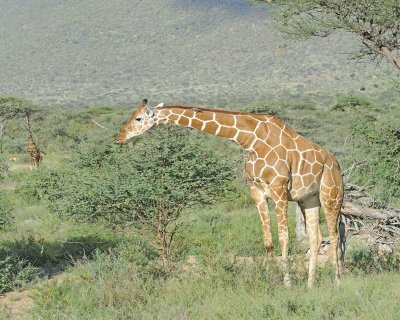 Giraffe, Reticulated, w Oxpecker-010813-Samburu National Reserve, Kenya-#3707.jpg