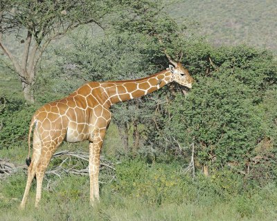 Giraffe, Reticulated, w Oxpecker-010813-Samburu National Reserve, Kenya-#3757.jpg