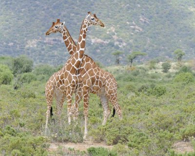 Giraffe, Reticulated-, 2010813-Samburu National Reserve, Kenya-#1613.jpg