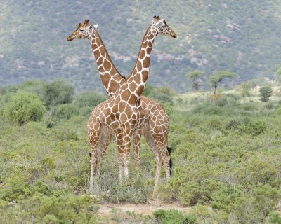 Giraffe, Reticulated-010813-Samburu National Reserve, Kenya-#1626.jpg