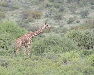 Giraffe, Reticulated-010813-Samburu National Reserve, Kenya-#2245.jpg