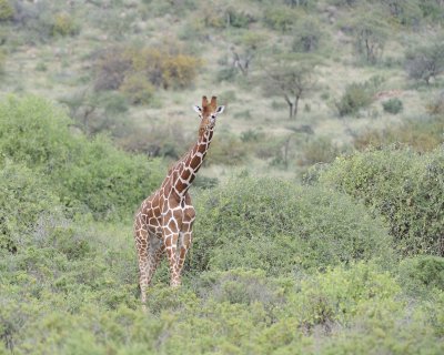 Giraffe, Reticulated-010813-Samburu National Reserve, Kenya-#2294.jpg