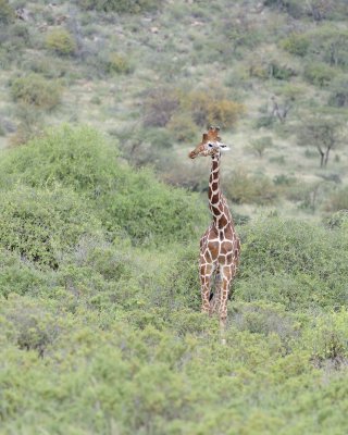 Giraffe, Reticulated-010813-Samburu National Reserve, Kenya-#2297.jpg