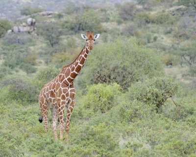 Giraffe, Reticulated-010813-Samburu National Reserve, Kenya-#2402.jpg