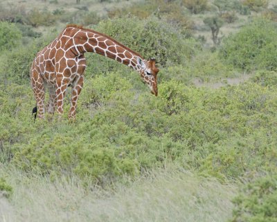 Giraffe, Reticulated-010813-Samburu National Reserve, Kenya-#2433.jpg