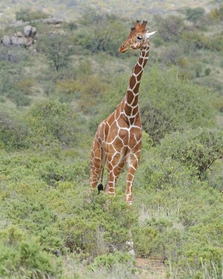 Giraffe, Reticulated-010813-Samburu National Reserve, Kenya-#2695.jpg