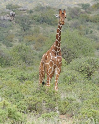 Giraffe, Reticulated-010813-Samburu National Reserve, Kenya-#2708.jpg
