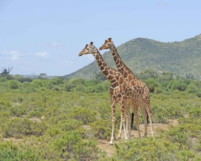 Giraffe, Reticulated-010813-Samburu National Reserve, Kenya-#2889.jpg