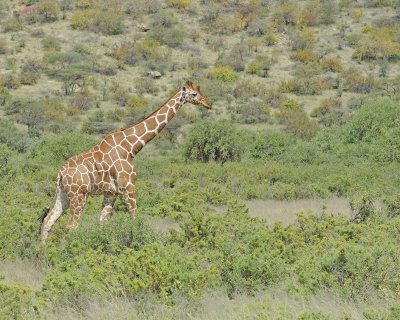 Giraffe, Reticulated-010813-Samburu National Reserve, Kenya-#2891.jpg