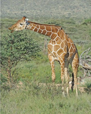 Giraffe, Reticulated-010813-Samburu National Reserve, Kenya-#3662.jpg