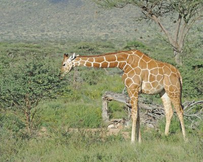 Giraffe, Reticulated-010813-Samburu National Reserve, Kenya-#3741.jpg