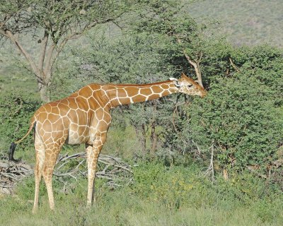 Giraffe, Reticulated-010813-Samburu National Reserve, Kenya-#3750-.jpg