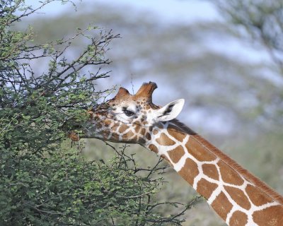 Giraffe, Reticulated-010813-Samburu National Reserve, Kenya-#4842.jpg
