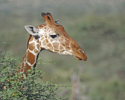 Giraffe, Reticulated-010813-Samburu National Reserve, Kenya-#5052.jpg