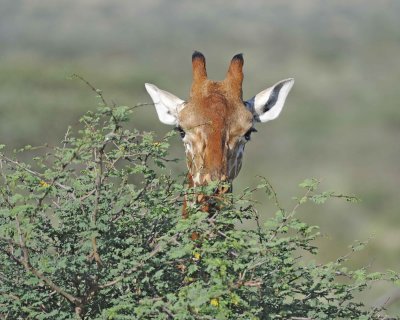 Giraffe, Reticulated-010813-Samburu National Reserve, Kenya-#5071.jpg