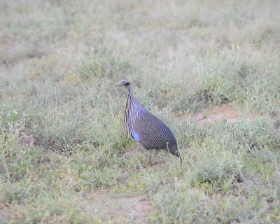 Guineafowl, Vulturine-010813-Samburu National Reserve, Kenya-#2750.jpg