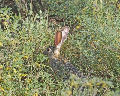 Hare, Scrub-010813-Samburu National Reserve, Kenya-#1039.jpg
